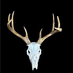 Vintage Eight Point European Whitetail Deer Skull Taxidermy Mount Taxidermy